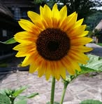 Ju-pei Tseng - Facebook
