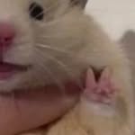 Peidi Wang - @piiied - Instagram