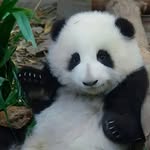 Peidi Wang - @banxiaweilandx - Instagram