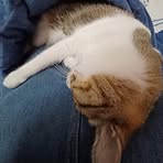 Peiyi Wang - Facebook
