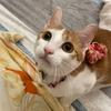 Lucat1002 - @peilingcheng81 - TikTok