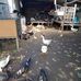 Duk Pekking - Facebook