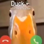 Just a duck watching the footy - @pekingdukfooty - Instagram