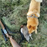Pekka Halonen - @riistakamera.koiralahti - Instagram
