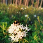 Pekka Halonen - @pekankuvat1 - Instagram