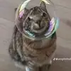 مصطفي الدشتي - @penelopeabraham - TikTok