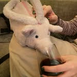 Penelope Albert the Pig Dudek - @pennyapig - Instagram