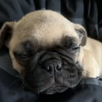 Penelope Ali - @penelope_the_pug123 - Instagram