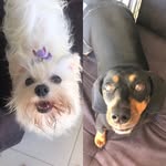 PenélopeEndAlice - @penelope_alicedogs - Instagram