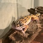 Penelope Allison - @littlelizard_bigcity - Instagram