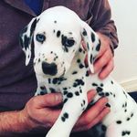 Penelope Allison - @penelopeallison_thedalmatian - Instagram