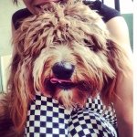 Penelope & August - @penelope_the_doodle - Instagram