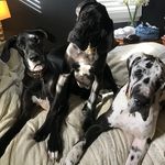 Penelope, August and Ava - @itsagreatdanelife247 - Instagram