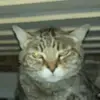 penelope - @penelopemayers - TikTok