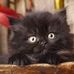 Penelope Ayers - Facebook