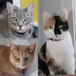 Bagel, Asiago, and Penelope Bacon-Hofmann - @bagel.asiago.penelope.the.cats - Instagram
