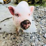 Penelope  Bacon Jameson - @penelopebaconjameson - Instagram