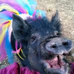 Penelope Ann AKA The West Salem Pig - @penelopeannbaconbits - Instagram