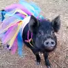 Penelope Ann Bacon Bits - @penelope.ann.baco - TikTok