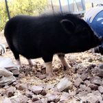 Penelope.bacon - @penelope.bacon - Instagram