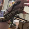 My snake!! - @penelope_ballpython3 - TikTok