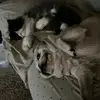 Penelope&Barry - @penelope.barry - TikTok