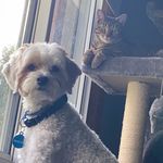 🐾Baxter and Penelope 🐾🐶😻 - @baxter_and_penelope - Instagram