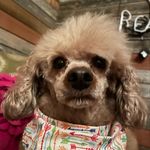 Penelope and Baxter - @penny.and.baxter - Instagram