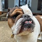 Lola Penelope Buchanan (Lola Bean) - @lola_the_one_eyed_bulldog - Instagram
