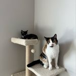 Penelope & Bean - @the_calico_cats_ - Instagram