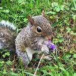 Penelope |aka Lil Bean|✨ - @lil.bean_the.squirrel - Instagram