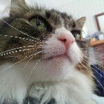 Penelope and Bean - @penelope_bean - Instagram