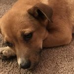 Penelope Bean - @penelope_bean2017 - Instagram