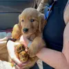 Penelope_Bean - @penelope_bean - TikTok