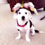 Penelope Bean - @penelope_thebeaniewienee - Instagram