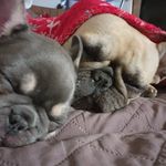 Penelope Bean and Oso - @bean_and_bear_the_frenchies - Instagram