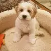 Penelope Bean - @pennyandme_31 - TikTok