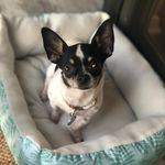 Penelope Bean-Rogen - @princesspenelopebean - Instagram