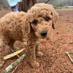 Ginger Penelope Beasley - @ginger_therapydoodle - Instagram