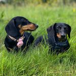 Penelope & Benedict - The Doxies - @penelope_and_benedict - Instagram