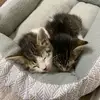 Benjamin and Penelope - @benjaminandpenelope - TikTok
