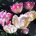Penelope Benjamin - Facebook