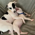 Penelope grace and Benjamin bleu 🐾🐕🦴 A.k.a. Bean and benny - @beanandbenny2022 - Instagram