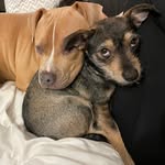 🎀Penelope Jane🐾3/12/21🐾              💙Benjamin Walter🐾12/16/21🐾 - @pen_n_ben - Instagram