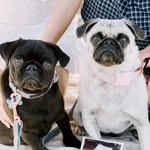 Penelope🤍Benjamin🖤 - @pugspennyandbenny - Instagram
