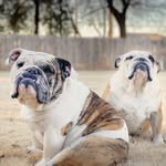 Penny & Benny - @penelope_and_benjamin - Instagram