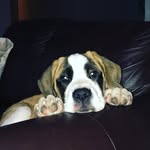 Penelope - @penelope_the_st_bernard_ - Instagram