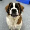 PenelopetheBernardChi - @penelopethebernard - TikTok