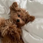 Penelope Bond - @bernadetteallen00400uyp - Instagram