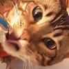 Pénélope Bouchard - @kelly_the_cat - TikTok
